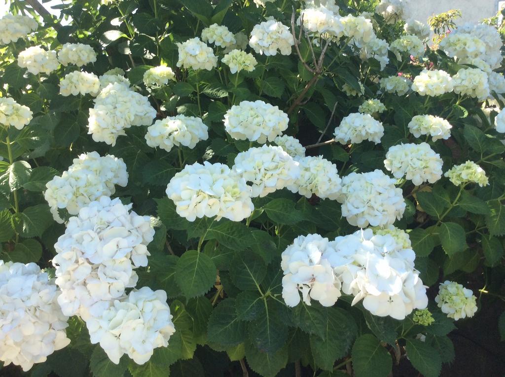 Residence De Tourisme Le Clos Des Vendanges モリアニ・プラージュ エクステリア 写真